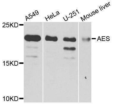 Anti-AES Antibody