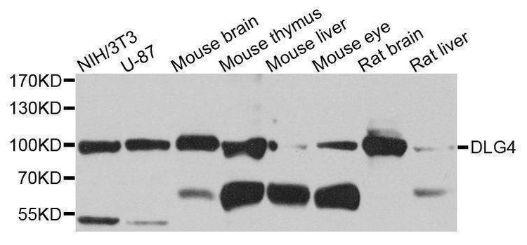 Anti-DLG4 Antibody