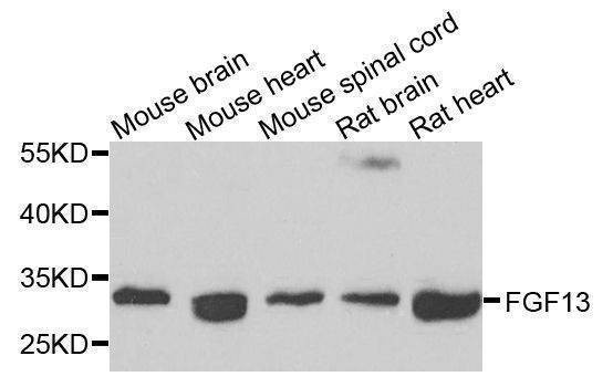 Anti-FGF13 Antibody