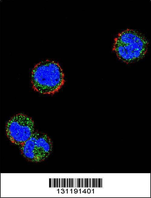 Anti-KLRC1 (N-term) Antibody