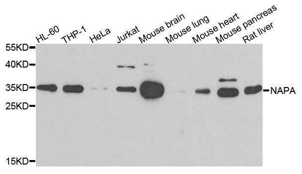 Anti-NAPA Antibody