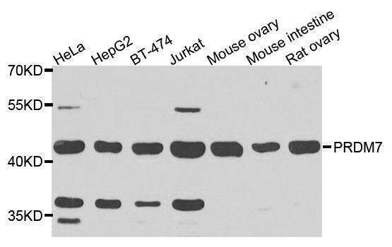 Anti-PRDM7 Antibody