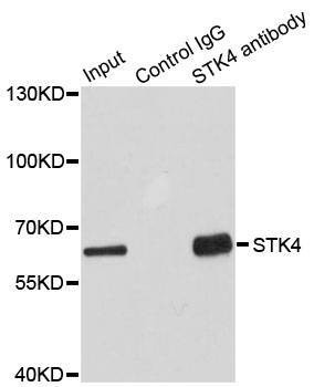 Anti-STK4 Antibody