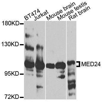 Anti-MED24 Antibody