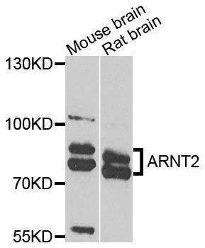 Anti-ARNT2 Antibody