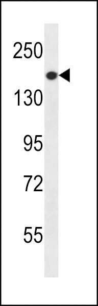 Anti-PREX1 (C-term) Antibody