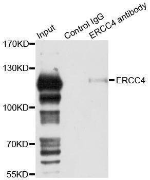 Anti-ERCC4 Antibody