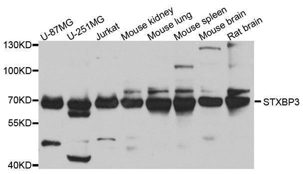 Anti-STXBP3 Antibody