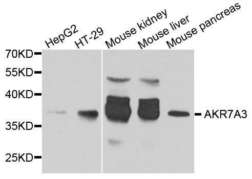 Anti-AKR7A3 Antibody