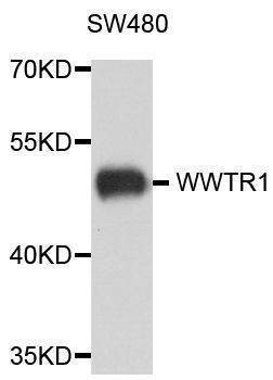 Anti-WWTR1 Antibody