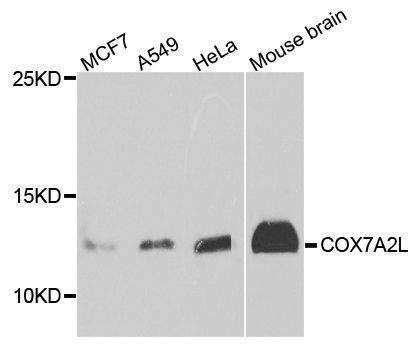 Anti-COX7A2L Antibody