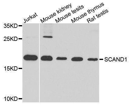 Anti-SCAND1 Antibody