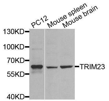 Anti-TRIM23 Antibody