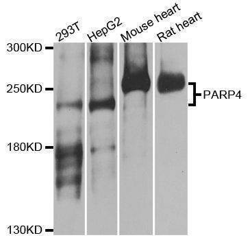 Anti-PARP4 Antibody