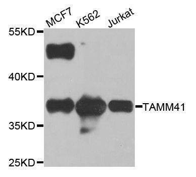 Anti-TAMM41 Antibody