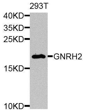 Anti-GNRH2 Antibody