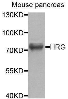 Anti-HRG Antibody