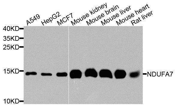Anti-NDUFA7 Antibody