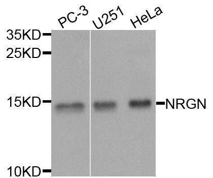 Anti-NRGN Antibody