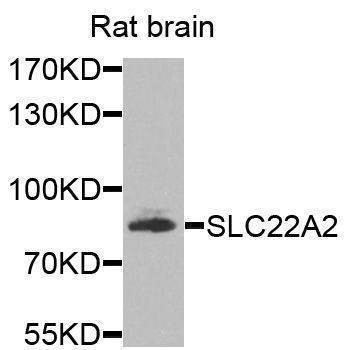 Anti-SLC22A2 Antibody