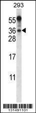 Anti-BEND6 (C-term) Antibody