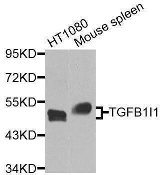 Anti-Mouse TGFB1I1 Antibody
