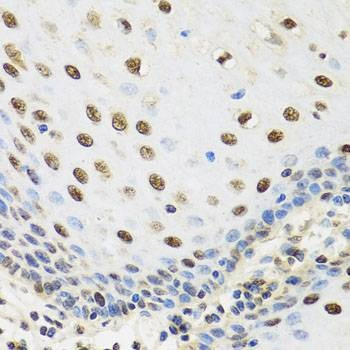 Anti-TAF15 Antibody