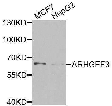 Anti-ARHGEF3 Antibody