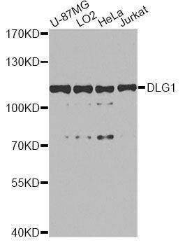 Anti-DLG1 Antibody
