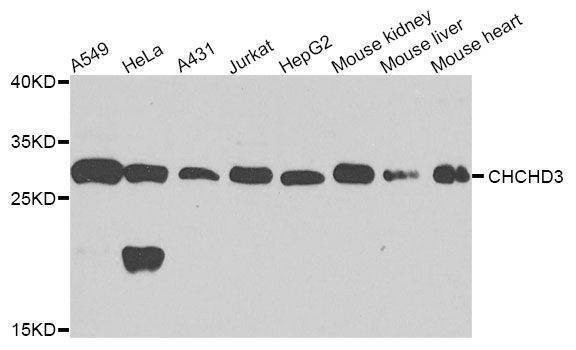 Anti-CHCHD3 Antibody