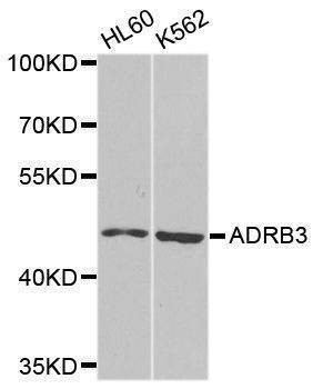 Anti-ADRB3 Antibody