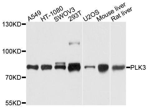 Anti-PLK3 Antibody