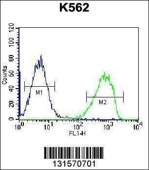 Anti-SPINK8 (C-term) Antibody