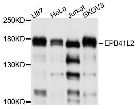 Anti-EPB41L2 Antibody