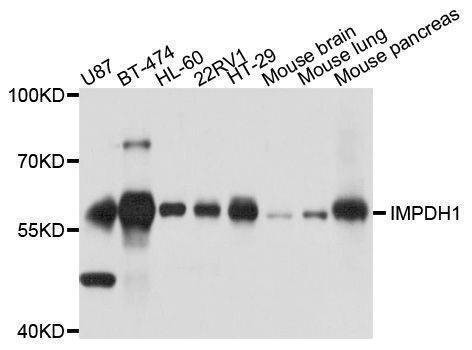 Anti-IMPDH1 Antibody