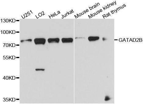 Anti-GATAD2B Antibody
