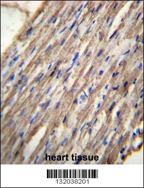Anti-C10orf129 (C-term) Antibody