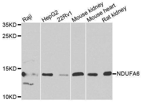 Anti-NDUFA6 Antibody