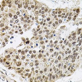 Anti-Smarcd1 Antibody