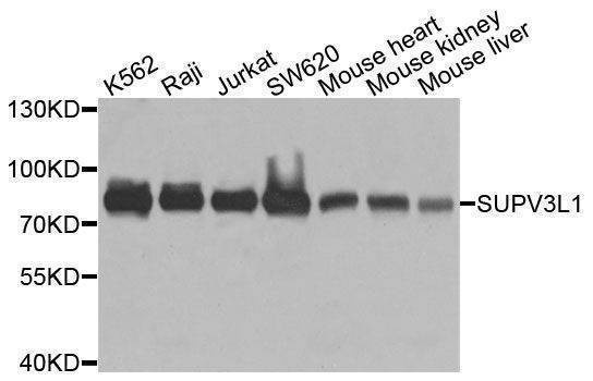 Anti-SUPV3L1 Antibody