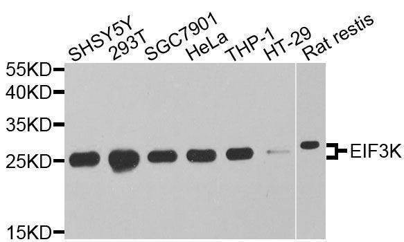 Anti-EIF3K Antibody