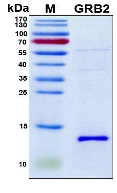 Recombinant Human GRB2 SH2 (mutations A91V, S96A, K109L) Protein