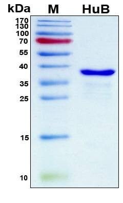 Recombinant Human Hu B Protein