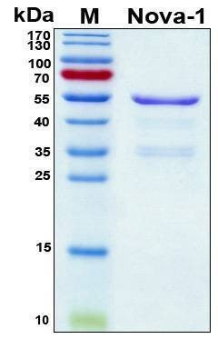 Recombinant Human Nova-1 Protein