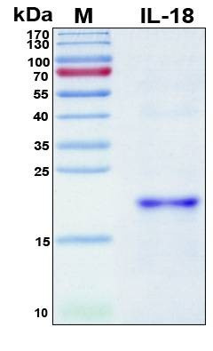 Recombinant Porcine (pig) IL-18 Protein, Antigen Grade