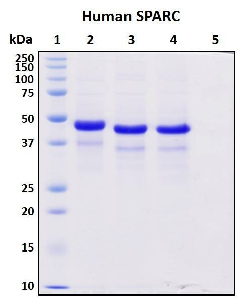 Recombinant Human SPARC (BM40) Protein