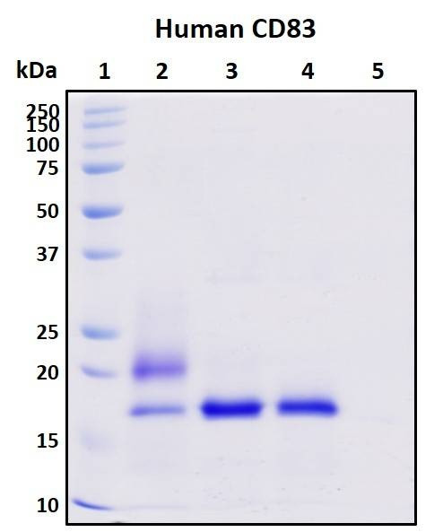 Recombinant Human hCD83 Protein