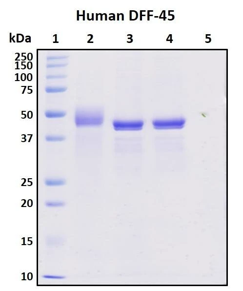 Recombinant Human DFF-45 Protein, HEK293