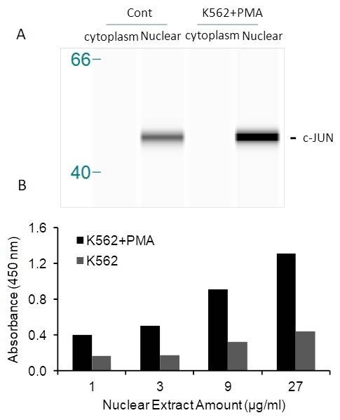 Human c-Jun Activity Assay Kit