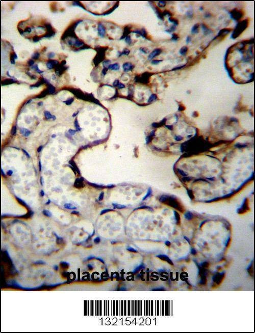 Anti-DNAJB11 (N-term) Antibody